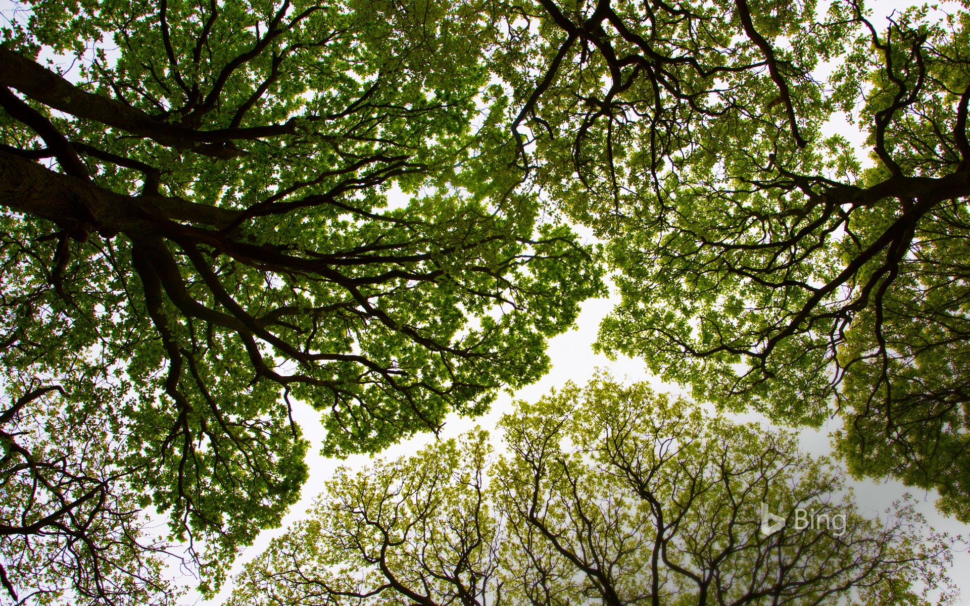 Nature oak. Дерево снизу. Кроны деревьев снизу. Дуб дерево. Крона дерева.