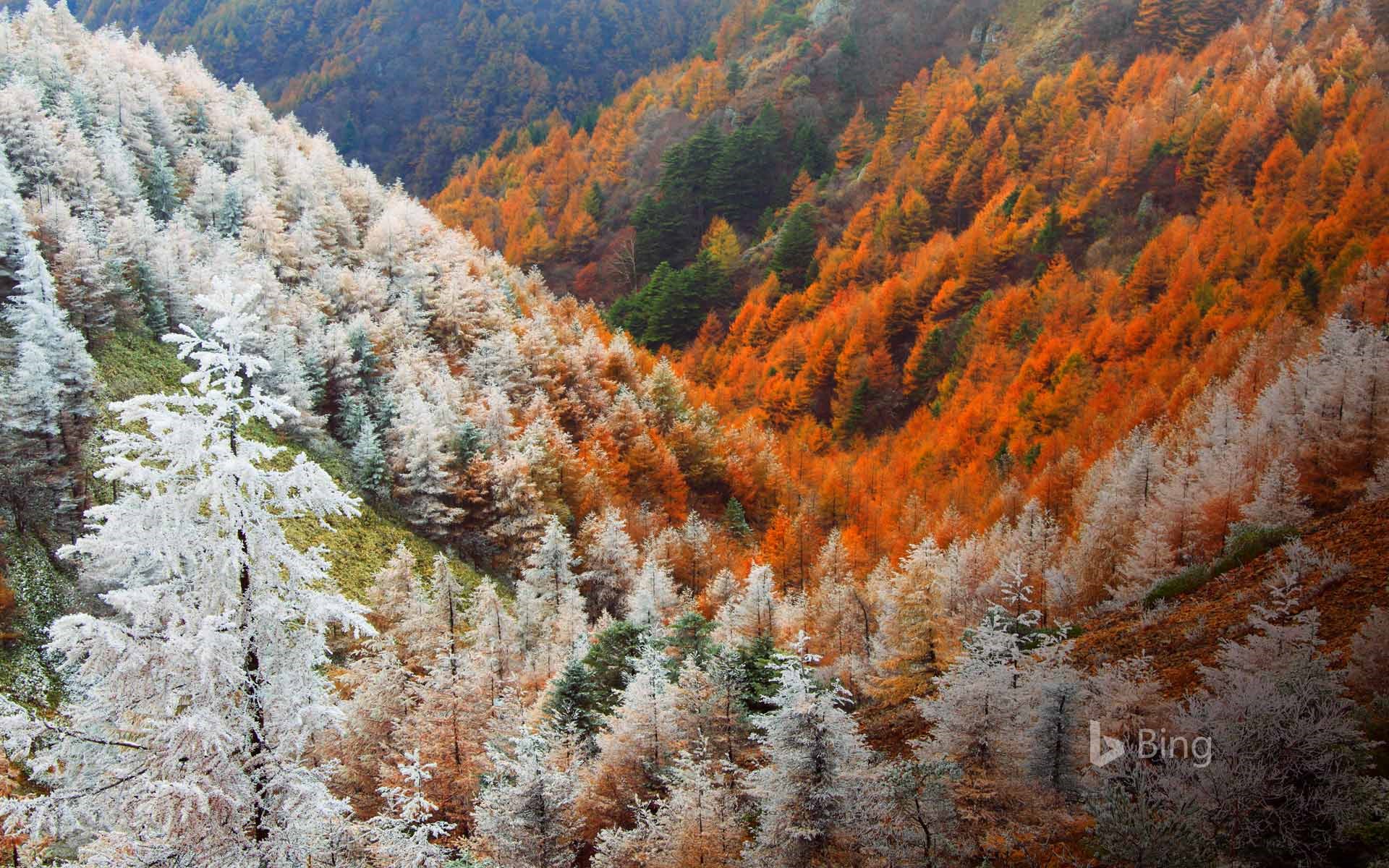 Www bing com image. Горная Тайга Японии. Осень в горах. Горы осенью. Осенний лес в горах.